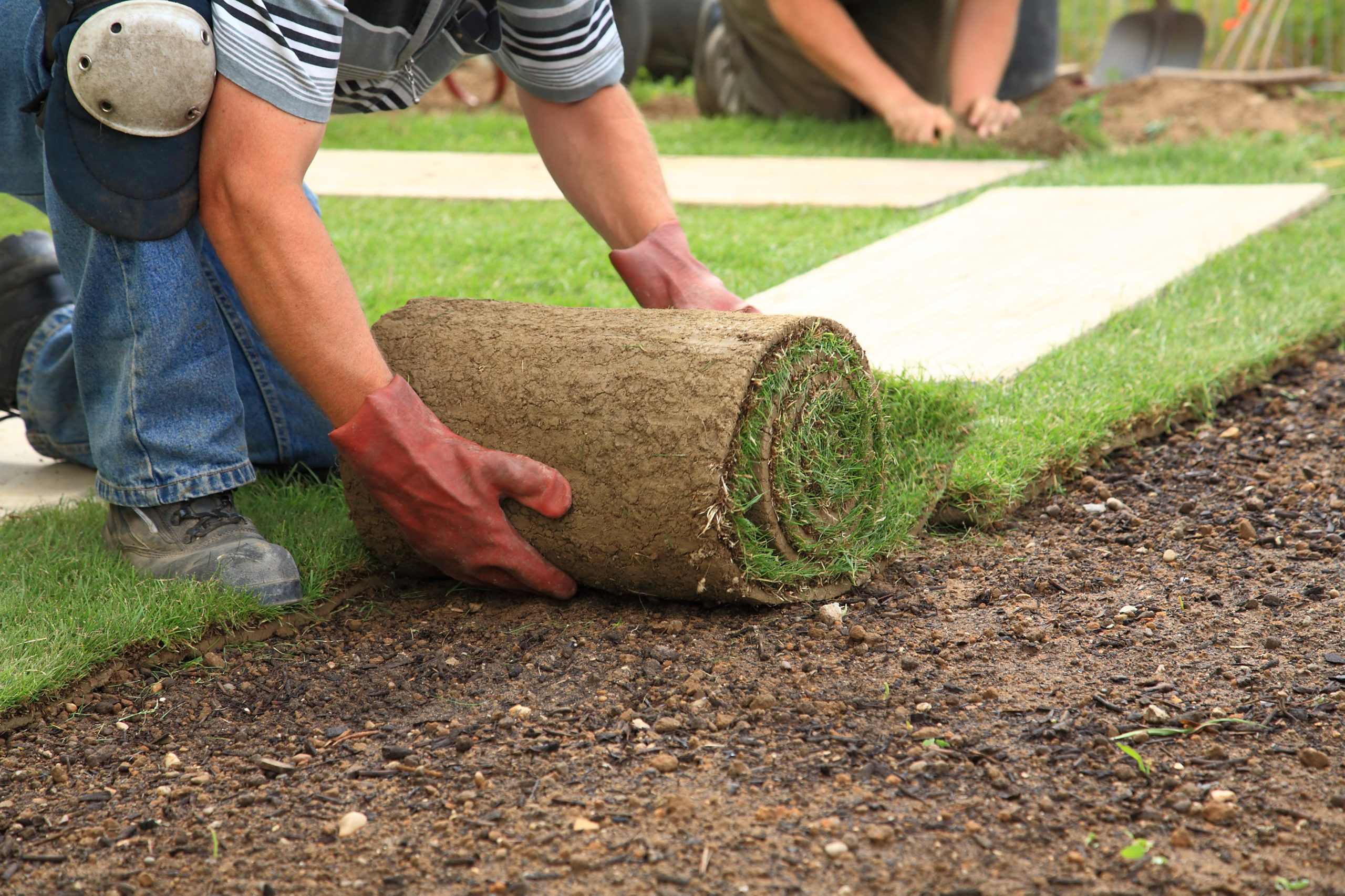 Man laying sod for new garden lawn