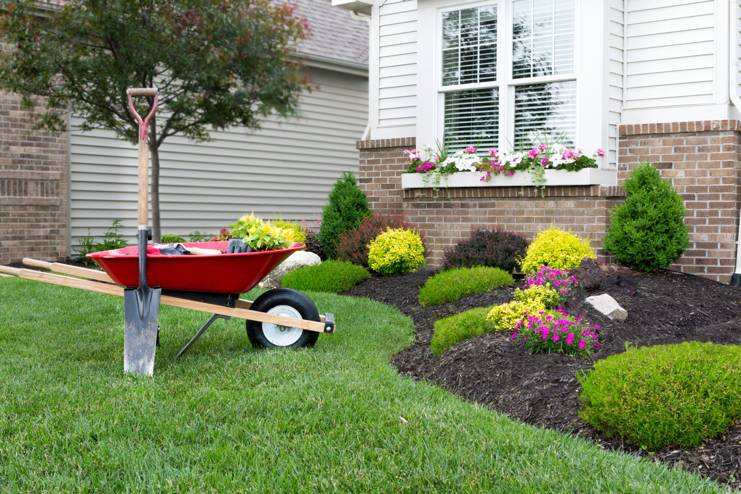 Wheelbarrow standing on a neat manicured green lawn alongside a flowerbed while planting a celosia flower garden around a house with fresh spring plants